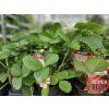 Jahodník 'Roman' - stáleplodící  Fragaria x ananassa 'Roman'