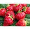 Jahodník 'Roman' - stáleplodící  Fragaria x ananassa 'Roman'