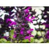 Salvia Rockin 'Deep Purple'