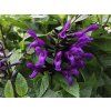 Šalvěj Rockin 'Deep Purple' - Salvia Rockin 'Deep Purple'  Salvia Rockin 'Deep Purple'