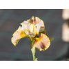 Iris sibirica Peacock Butterfly® 'White Amber' (3)
