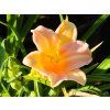 Hemerocalis Pink Wing (2)