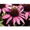 Echinacea Chunky Purple (1)
