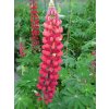 lupinus my castle 1