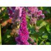 Astilbe Younique Lilac (2)