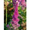 Astilbe Younique Lilac (3)
