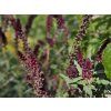 Lysimachia Beajolais (2)