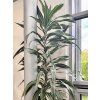 Dračinec 'Warneckei'  Dracaena deremensis 'Warneckei'