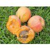 Meruňka 'Veselka x Rakovského'  Prunus armeniaca 'Veselka x Rakovského'