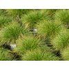 Festuca Sunrise (2)