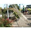 Miscanthus Silver Charm (2)
