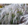 Ozdobnice čínská 'Silver Charm' - Miscanthus sinensis 'Silver Charm'  Miscanthus sinensis 'Silver Charm'