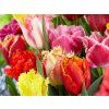 131137 131137 trepenite tulipany mix
