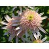 Třapatka 'Cherry Fluff' - Echinacea 'Cherry Fluff'  Echinacea 'Cherry Fluff'