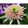 Třapatka 'Cherry Fluff' - Echinacea 'Cherry Fluff'  Echinacea 'Cherry Fluff'