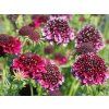 Hlaváč fialový 'Barocca' - Scabiosa columbaria 'Barocca'  Scabiosa columbaria 'Barocca'
