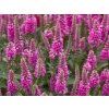 Rozrazil klasnatý 'Bubblegum Candles' - Veronica spicata 'Bubblegum Candles'  Veronica spicata 'Bubblegum Candles'