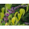 Komule Lindleyana  Buddlejalindleyana