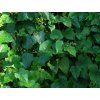 Ostružiník Lambertův  Rubus lambertianus