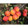 Meruňka 'Leskora' kontejner  Prunus armeniaca 'Leskora'