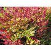 Nandina domácí 'Obsessed'  Nandina domestica 'Obsessed'