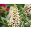 Komule Davidova 'Little Rockstars'® White  Buddleja davidii 'Little Rockstars'® White