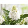 Komule Davidova 'Little Rockstars'® White  Buddleja davidii 'Little Rockstars'® White