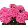 Hortenzie velkolistá 'Nunki' PBR  Hydrangea macrophylla 'Nunki' PBR