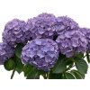 Hortenzie velkolistá 'Nunki' PBR  Hydrangea macrophylla 'Nunki' PBR