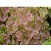 Hortenzie velkolistá Rembrandt® 'Bella Pesche'  Hydrangea macrophyllaRembrandt® 'Bella Pesche'