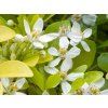 Choisie/mexický pomerančovník 'Goldfinger'®  Choisya ternata 'Goldfinger'