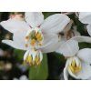 Choisie/mexický pomerančovník 'Greenfingers'  Choisya ternata 'Greenfingers'