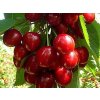 Třešeň 'Queen Mary' - k sloupovitému zapěstování - kontejner  Prunus avium 'Queen Mary'