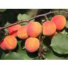 Meruňka 'Bergeron' - kontejner  Prunus armeniaca 'Bergeron'