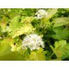 Tavola kalinolistá 'Nugget'  Physocarpus opulifolius 'Nugget'
