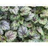 Dlužicha villosa 'Carnival Cocomint' - Heuchera villosa 'Carnival Cocomint'  Heuchera villosa 'Carnival Cocomint'