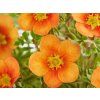 Mochna křovitá 'Orange Star'  Potentilla fruticosa 'Orange Star