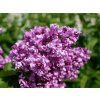 Šeřík obecný 'Mrs Edward Harding'  Syringa vulgaris 'Mrs Edward Harding'