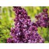 Šeřík obecný 'Mrs Edward Harding'  Syringa vulgaris 'Mrs Edward Harding'