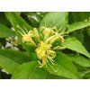 Zanice zimolezovitá 'Dilon'  Diervilla lonicera 'Dilon'