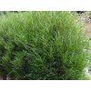 Krušina olšová 'Ron Williams'  Rhamnus frangula 'Ron Williams'