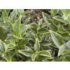 Masoplodka 'Dragon Gate'  Sarcococca ruscifolia 'Dragon Gate'