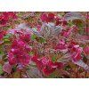 Hortenzie pilovitá 'Choco Strawberry' PBR  Hydrangea serrata 'Choco Strawberry' PBR'