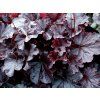 131851 dluzicha northern exposure black heuchera northern exposure black
