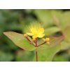 Třezalka nevonná 'Rheingold'  Hypericum inodorum 'Rheingold'