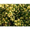 Cesmína vroubkovaná 'Convexed Gold'  Ilex crenata 'Convexed Gold'