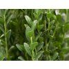 Cesmína vroubkovaná 'Fastigiata'  Ilex crenata 'Fastigiata'