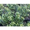 Cesmína vroubkovaná 'Glory Gem'  Ilex crenata 'Glory Gem'
