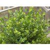 Cesmína vroubkovaná 'Glory Gem'  Ilex crenata 'Glory Gem'