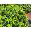 Cesmína vroubkovaná 'Green Hedge'  Ilex crenata 'Green Hedge'
